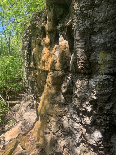 tree trunk in a cave