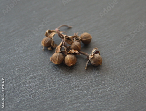 Ipomoea, morning glories seeds on  dark grey background, flowering plant family Convolvulaceae photo