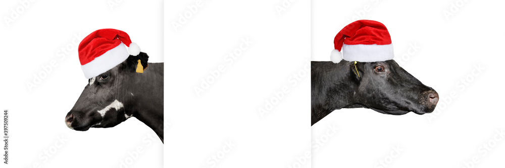 Two cows in Christmas or Santa Claus hat isolated on white. Two cows in Christmas or Santa Claus hat isolated on white.