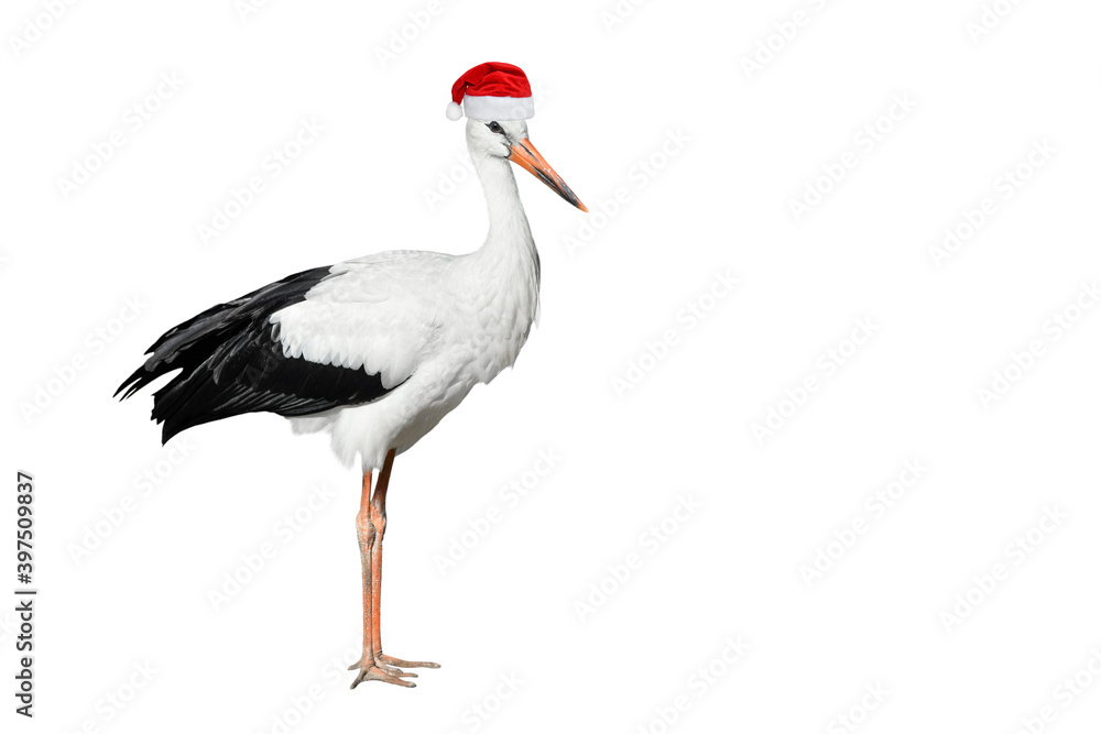 Crane in Christmas or Santa Hat Crane in Christmas or Santa Hat