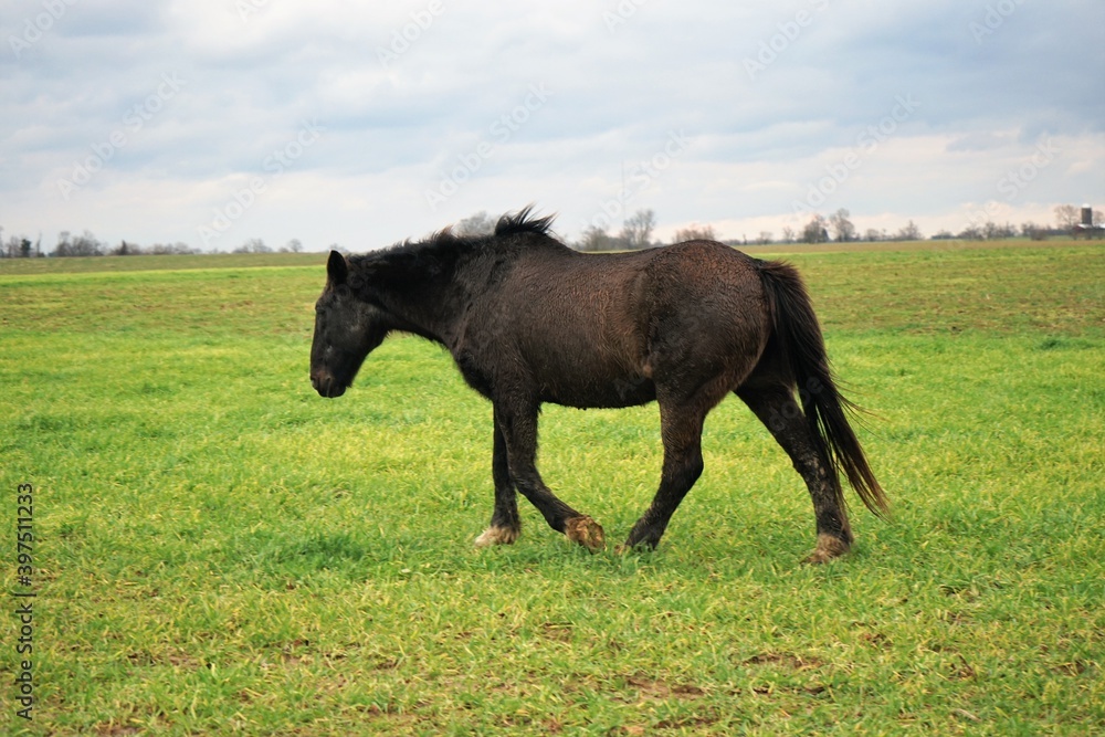 Fototapeta premium horse in the field
