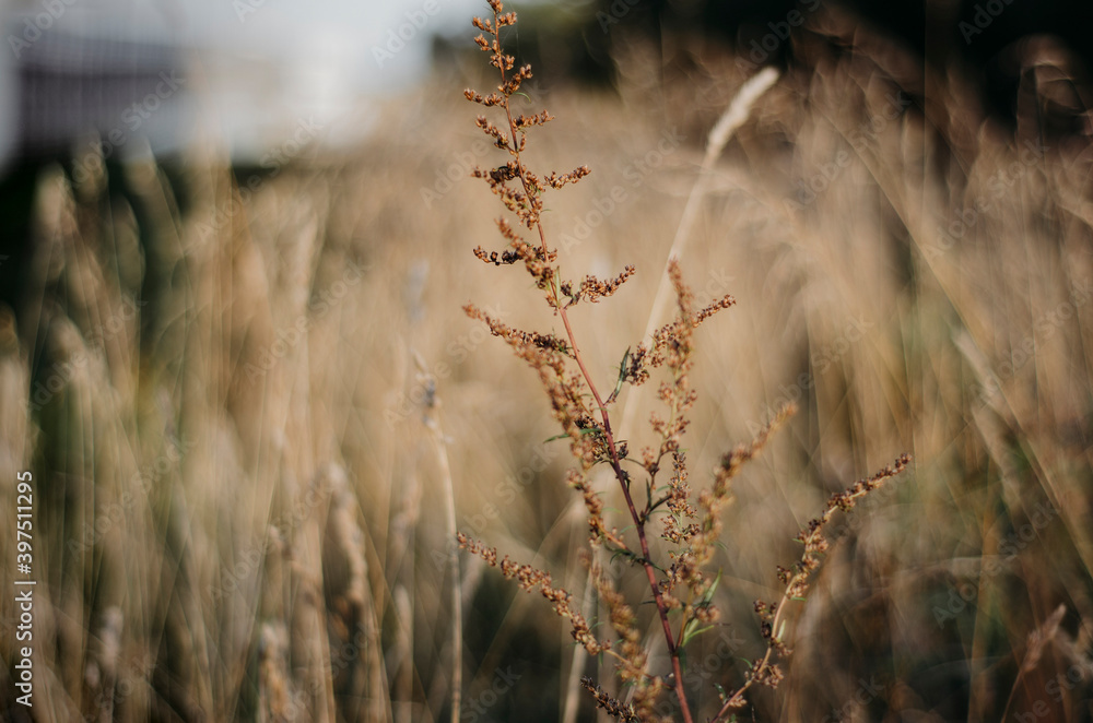 grass in the wind