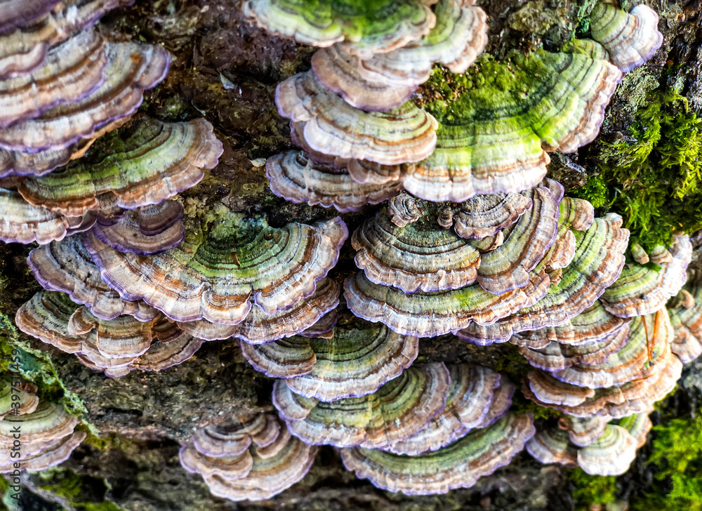 Close-up macro view of Chaga mushroom or Inonotus obliquus on the birch tree. Selective focus. Close-up macro view of Chaga mushroom or Inonotus obliquus on the birch tree. Selective focus.