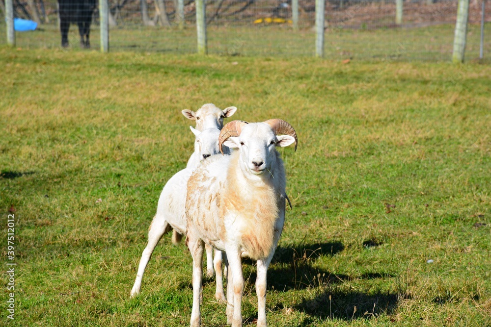 Fototapeta premium sheep in the meadow