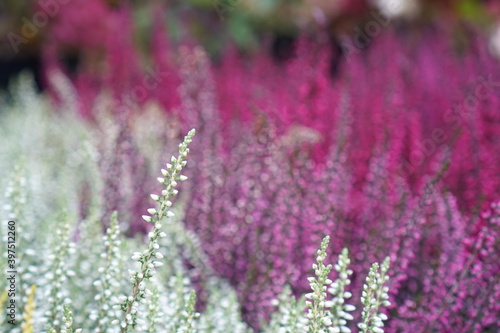 lavender in the field