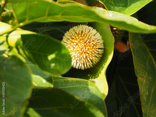 Close up shot of Jabon /  Antochepalus Cadamba flower and leafs photo