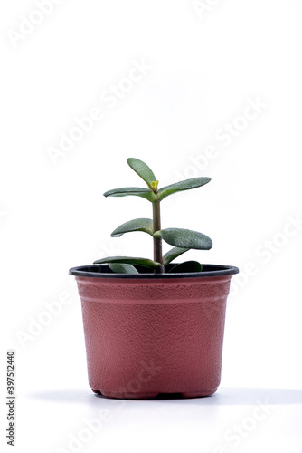 Pigmyweeds or Crassula ovata tree in flower pot on a white background. Crassula branch with leaves close-up