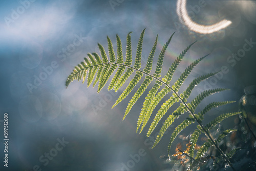 fern leaves in the morning vintage lens rendering