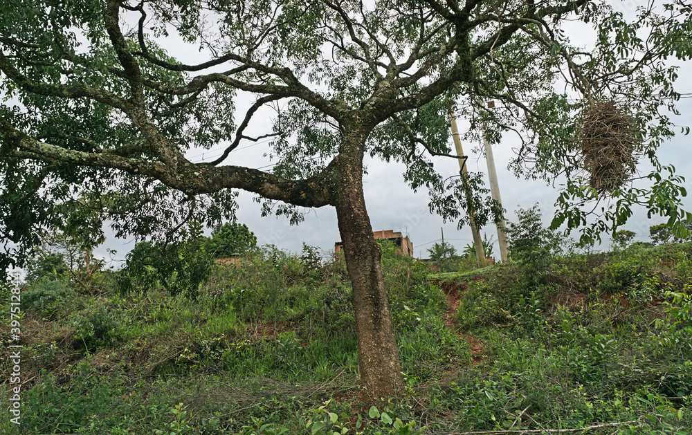 Fototapeta premium bela arvore localizada as margem da lagoa do bairro Jardim das Oliveiras, município de Esmeraldas