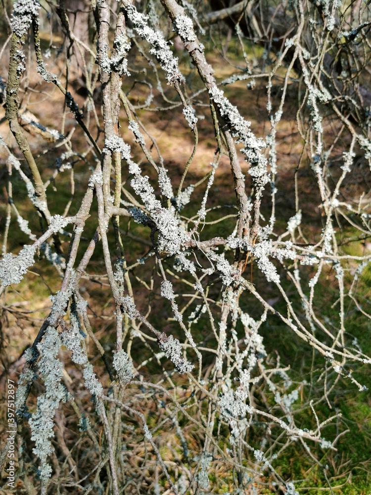 Tree moss (Pseudevernia furfuracea) growing on tree. Lichen. Tree moss (Pseudevernia furfuracea) growing on tree. Lichen.