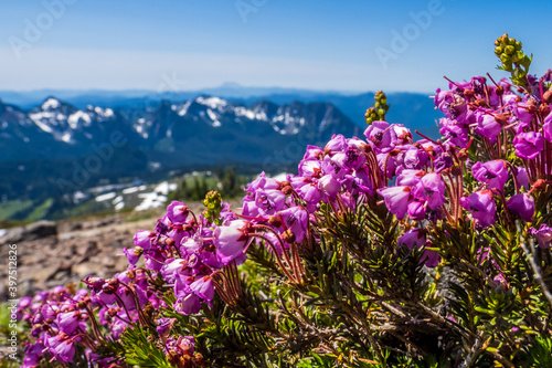 Alpine wildflowers in the mountains of Washington state