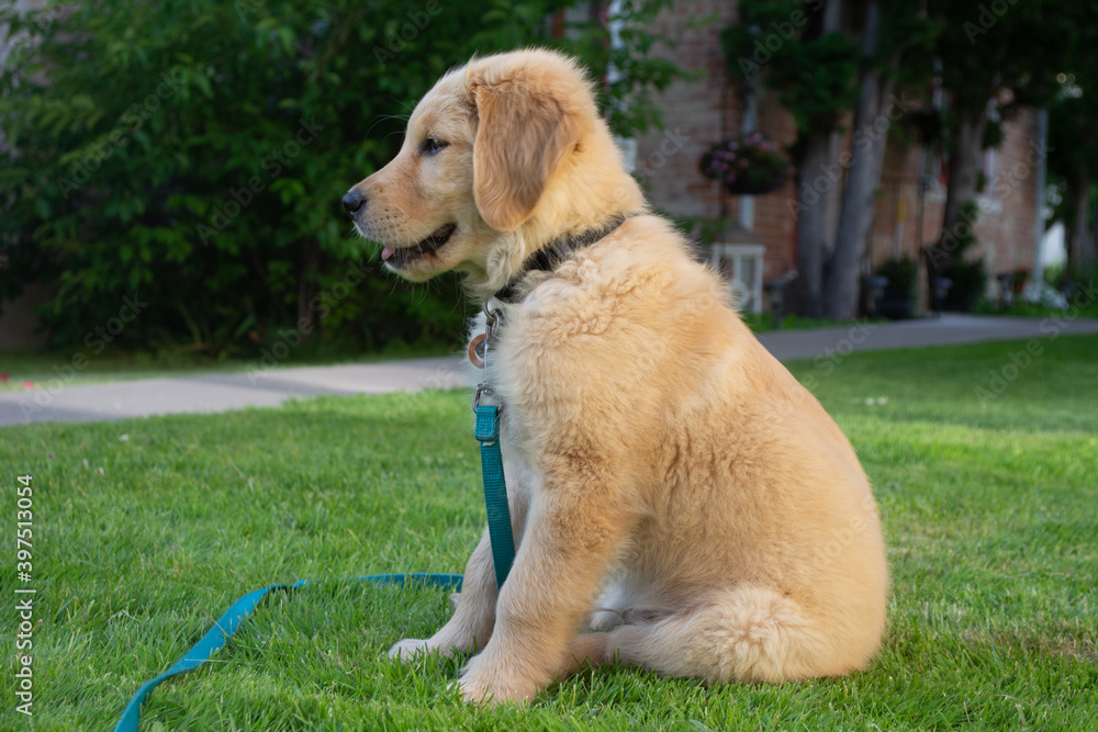 Golden retriever puppy Golden retriever puppy