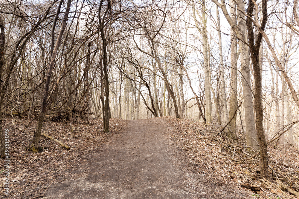 Fototapeta premium path in the forest