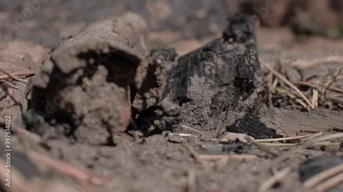 Wallpaper Mural Ants running on the ground Torontodigital.ca