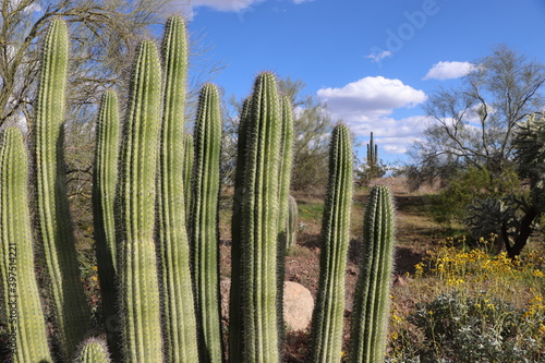Arizona Cactus Landscape