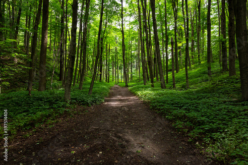 walk in the forest