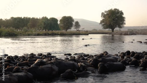 The passage of buffaloes through water. Buffalo migration, buffaloes, water, lake