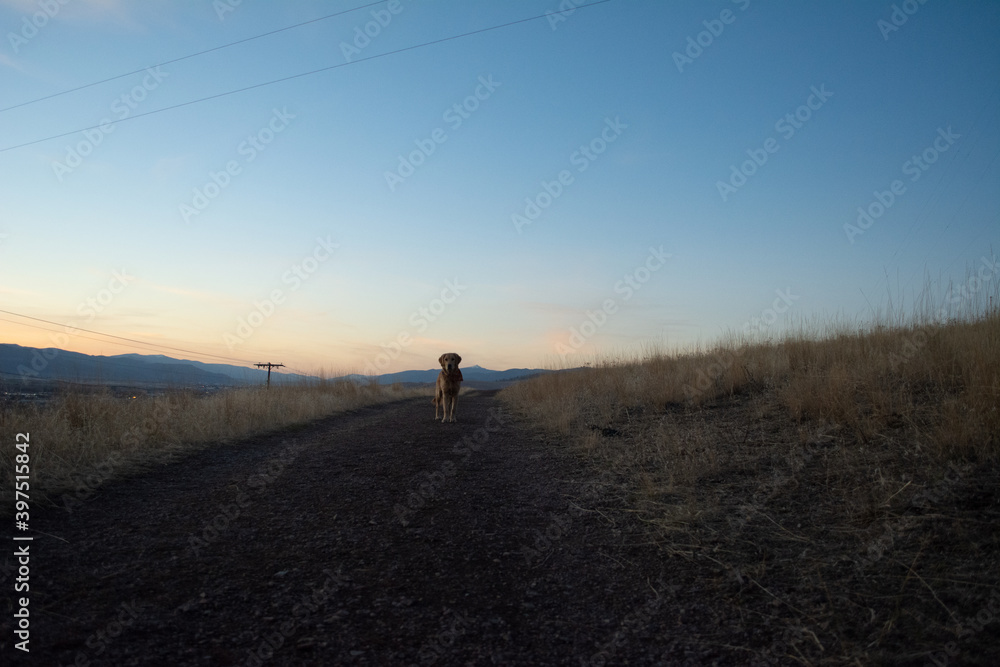 Golden retriever puppy at sunset Golden retriever puppy at sunset