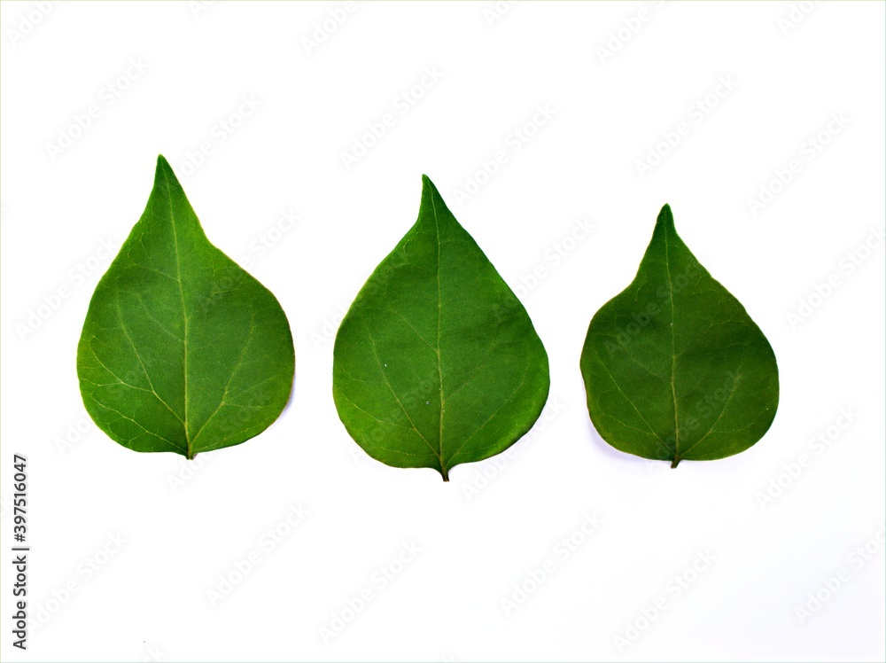 Fototapeta premium Green leave isolated on white background ,,bougainvillea flower leaf