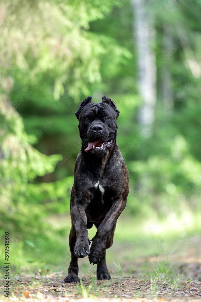 dog cane Corso in nature in the summer dog cane Corso in nature in the summer
