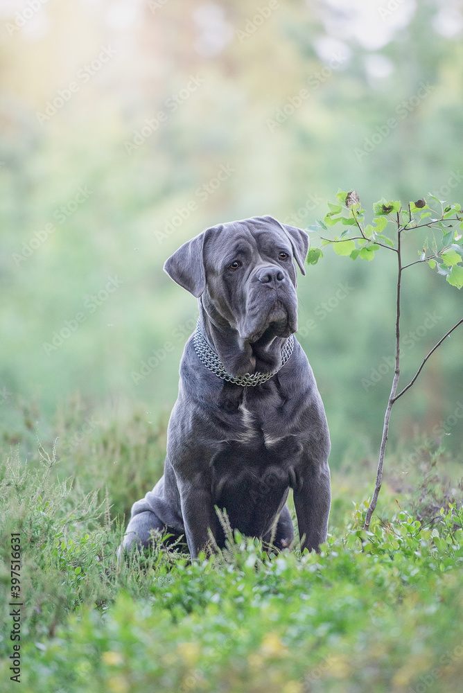 dog cane Corso in nature in the summer