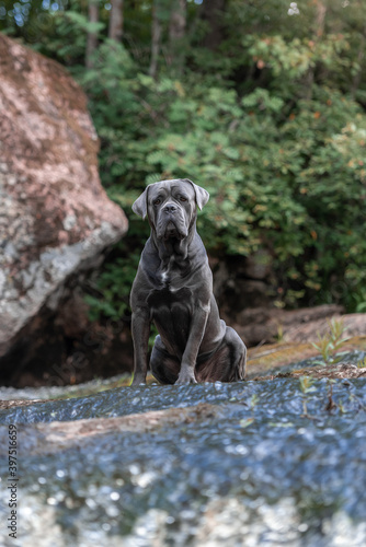 Fotografía dog cane Corso in nature in the summer