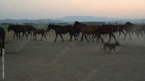 Horses and cowboy dog running  in herd in Kayseri, Turkey. Nodding horse, brown horses, cowboy dog.