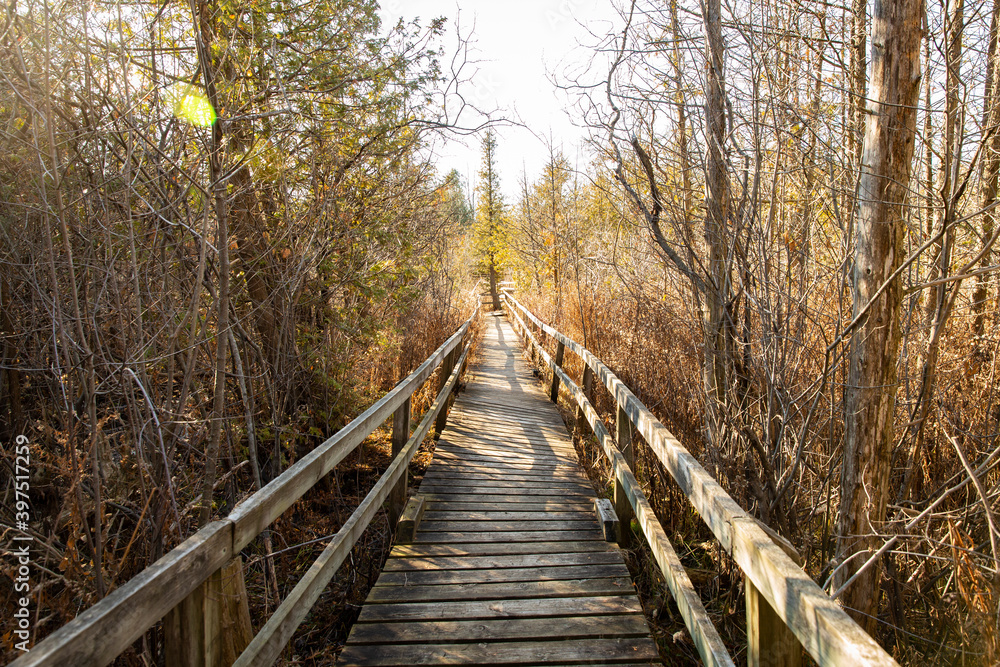 wooden bridge in the forest