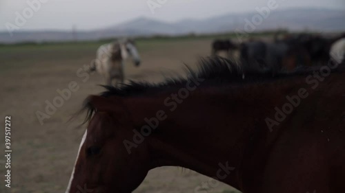 Horses resting in herd in Kayseri, Turkey. Nodding horse, brown horses