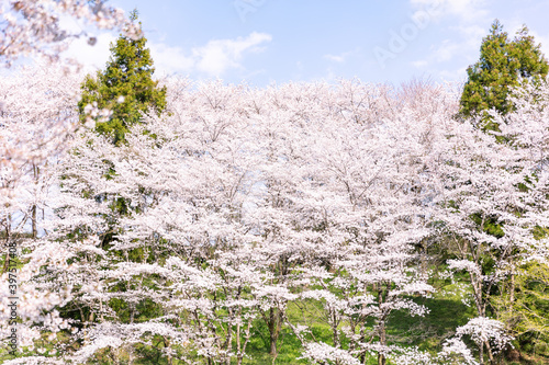 春の羊山公園と桜