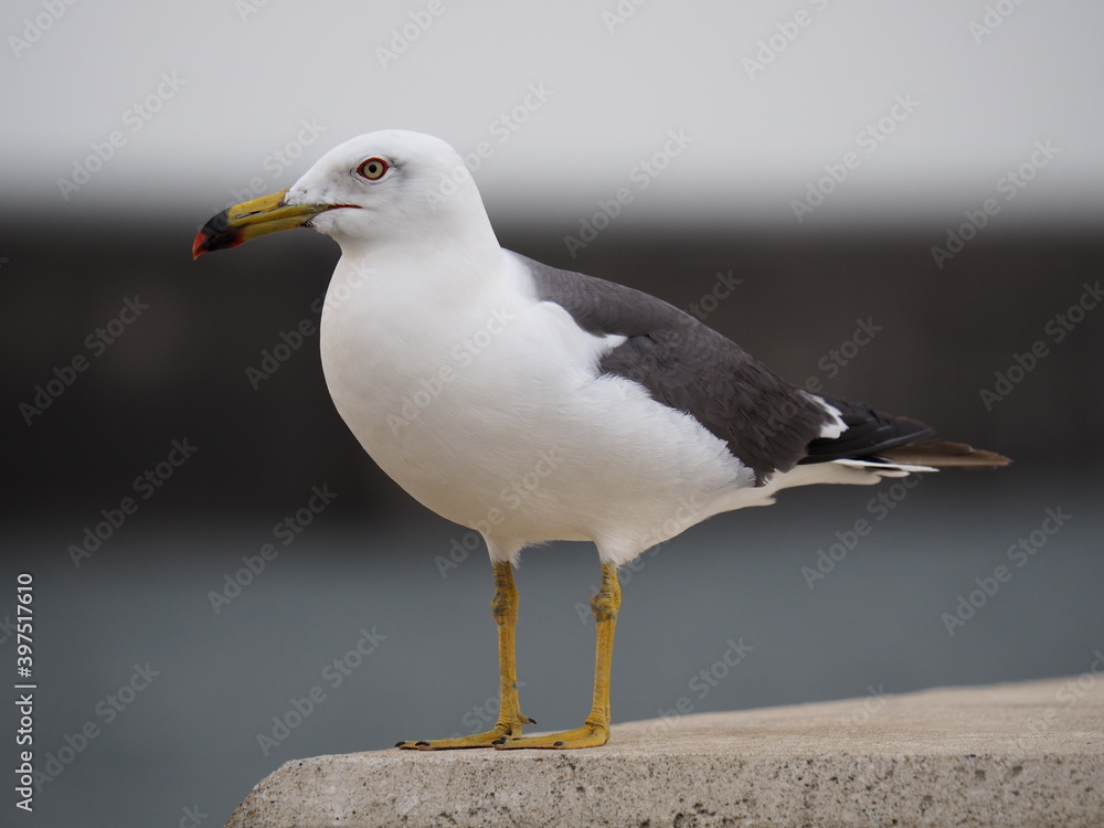 Fototapeta premium ウミネコ