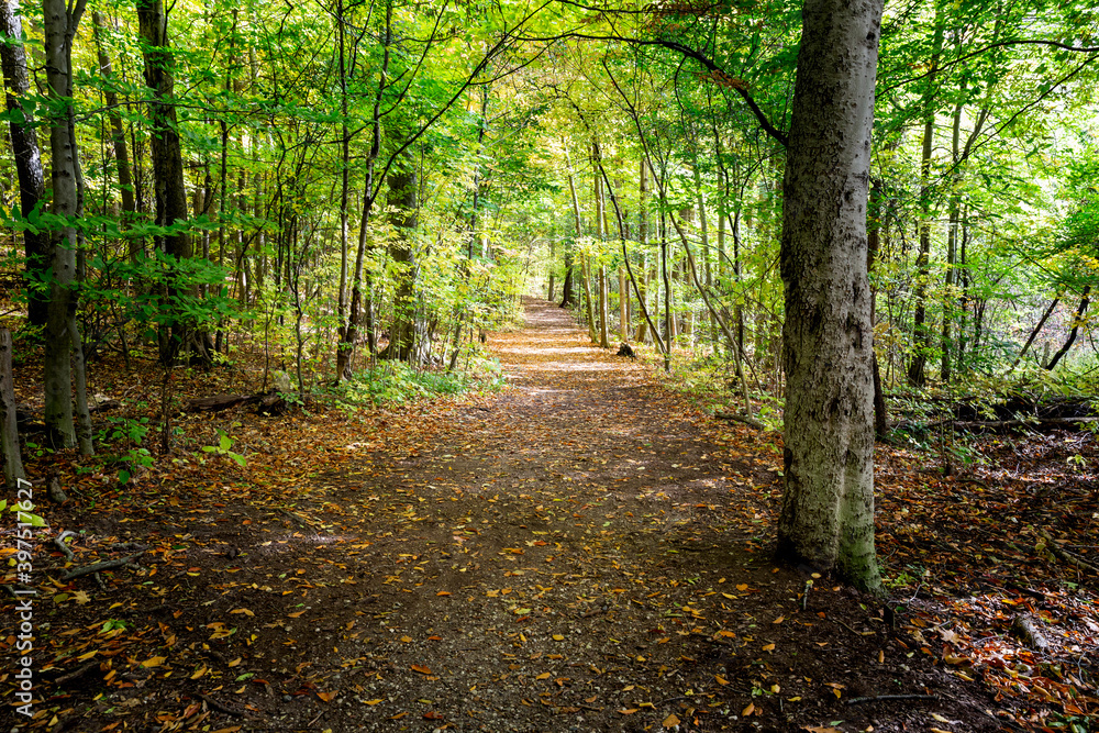 Obraz premium footpath in the woods