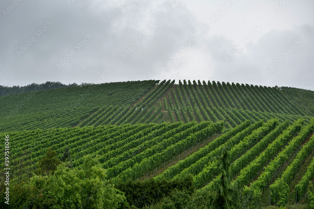 Weinberge, Weinanbau, grüne Bäume am Horrizont in Baden Württenberg