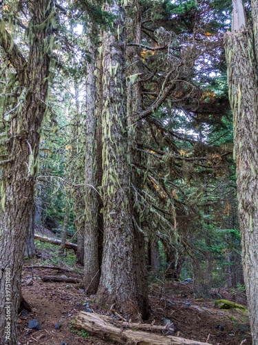 Rainforest at North Cascade Mountains in Washington