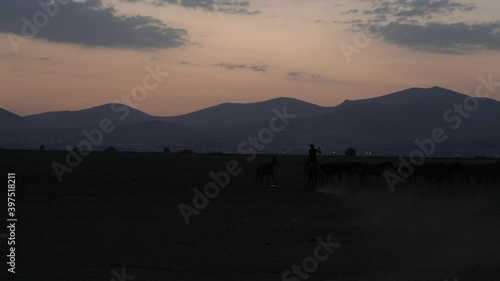 Cowboy trying to catch wild horses that roam in nature. Documentary film, 4k, Turkey.