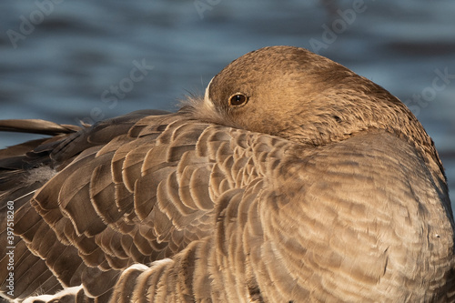 Greater White-Fronted Goose Resting on the Shore © Laurie Wilson