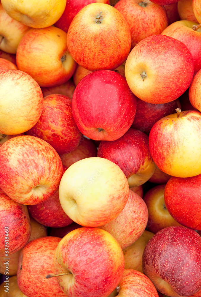 Fresh picked red apples at a local outdoor market Fresh picked red apples at a local outdoor market