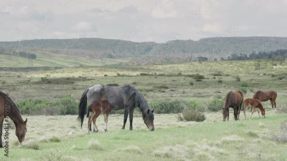 a brumby foal attempts to suckle at kosciuszko national park of nsw, australia a brumby foal attempts to suckle at kosciuszko national park of nsw, australia