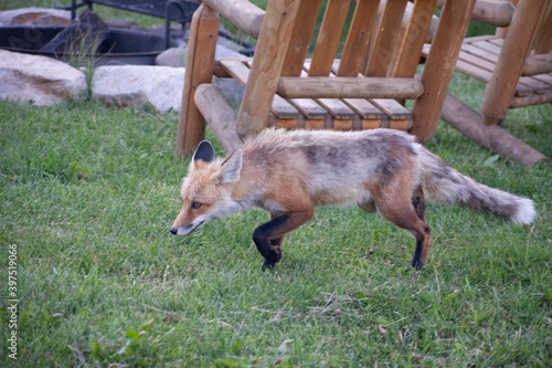 Fox