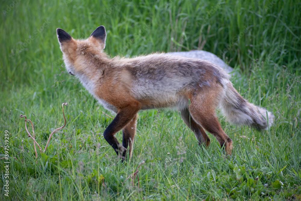 Fototapeta premium Fox