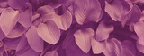 hosta flower leaves background with light purple color gradient special effect. trendy effects toned picture. 