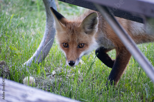 Fox