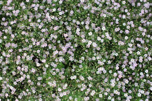 gypsiphilia flowers background or wallpaper.Small wildflowers flowers.Closeup many little gypsophila pink flowers background. Gilia wildflowers blooming on a meadow.Floral beautiful light background. 