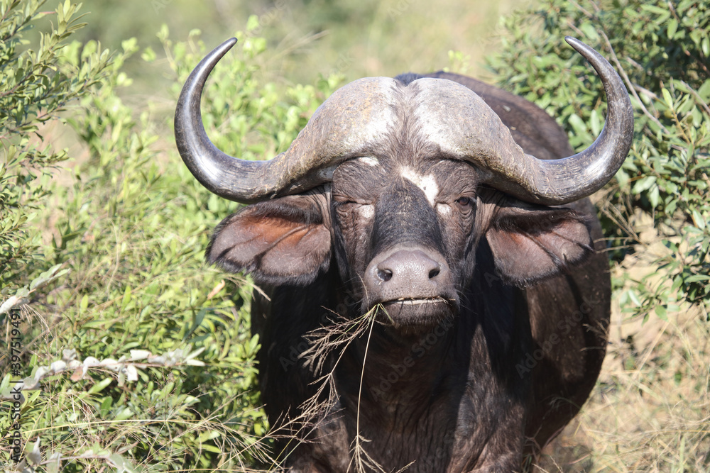 Kaffernbüffel / Buffalo / Syncerus caffer Kaffernbüffel / Buffalo / Syncerus caffer