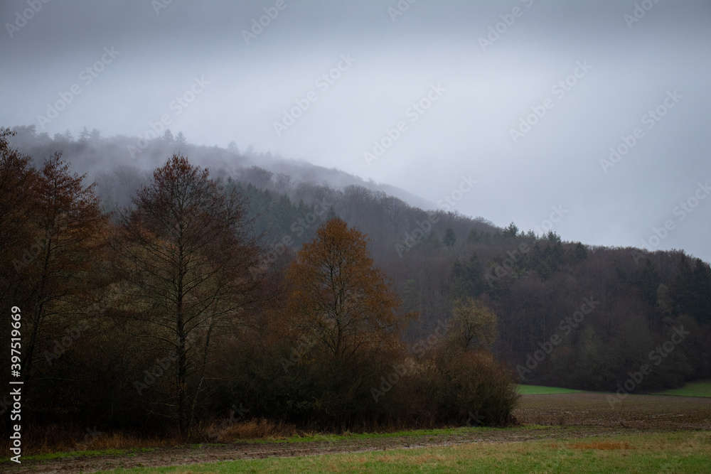 Moody forest on a rainy morning in Germany Moody forest on a rainy morning in Germany