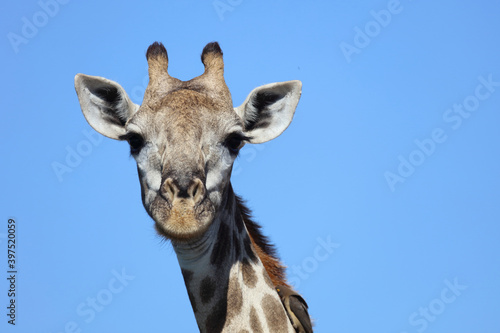 Photography Giraffe / Giraffe / Giraffa Camelopardalis