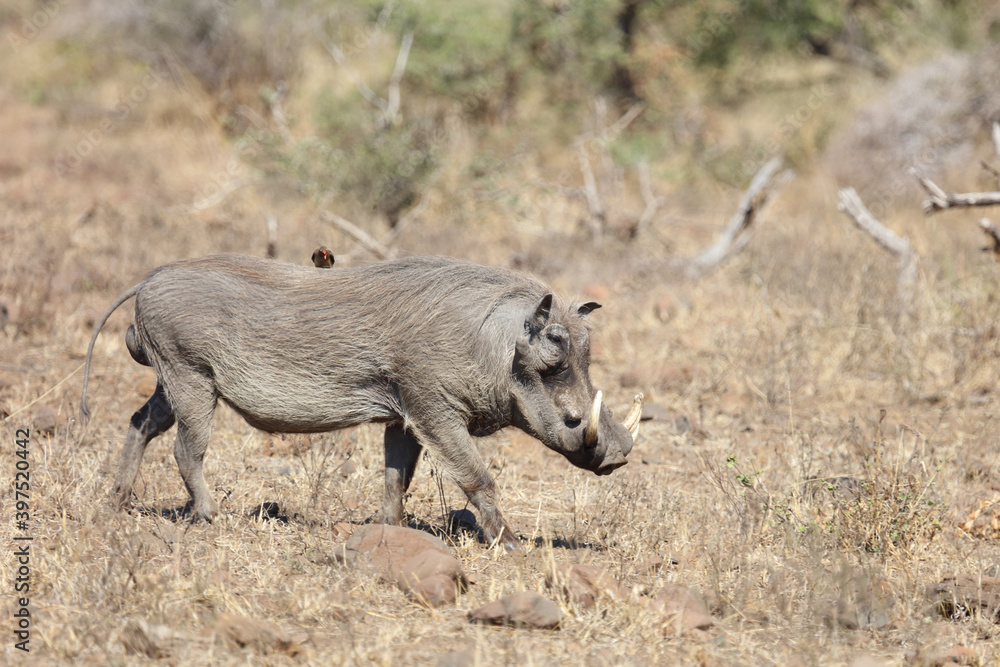 Fototapeta premium Warzenschwein / Warthog / Phacochoerus africanus