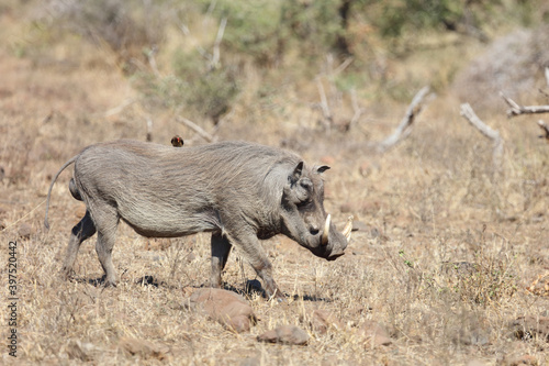 Warzenschwein / Warthog / Phacochoerus africanus © Ludwig