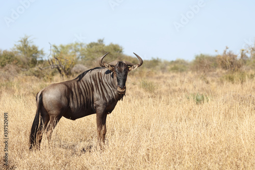 Streifengnu   Blue wildebeest   Connochaetes taurinus