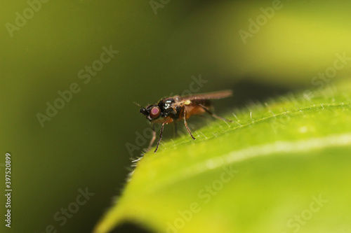 A closeup shot of a small fly